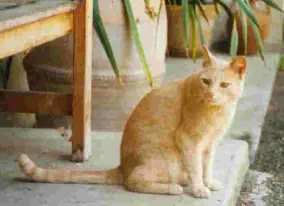 Caramel, oriental X européen, décédé à l'âge de 19 ans